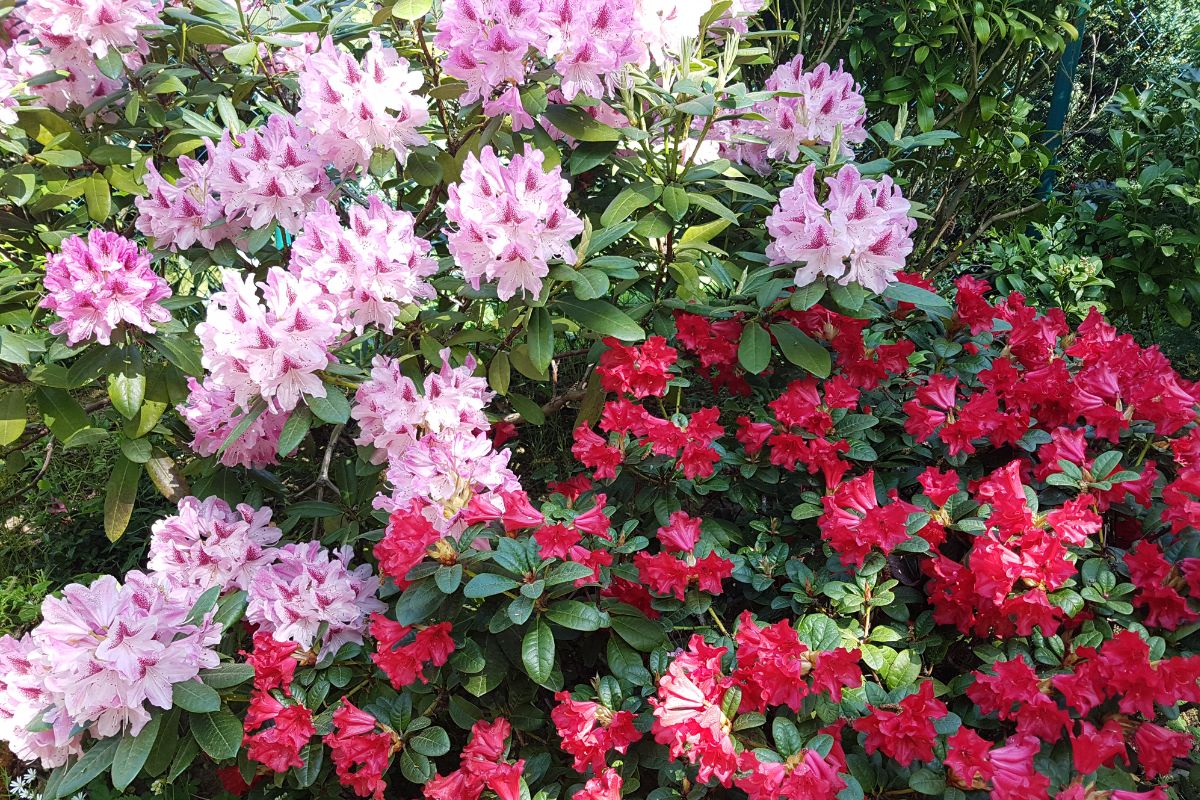 bouturage rhododendrons